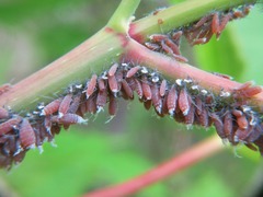 Neoprociphilus aceris