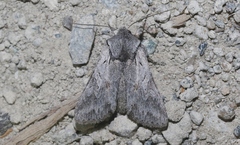 Lacinipolia acutipennis