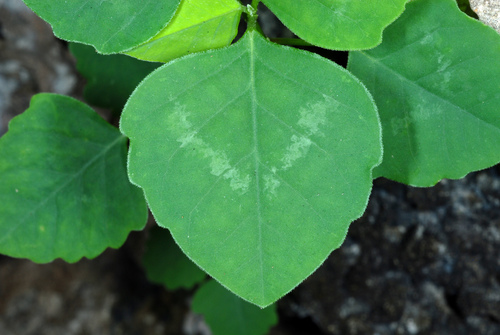 Euphorbia graminea