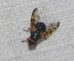 Lamprogaster imperialis