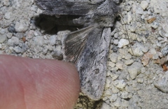 Lacinipolia acutipennis