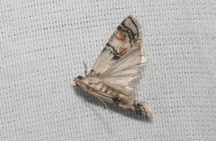 Anadelosemia condigna