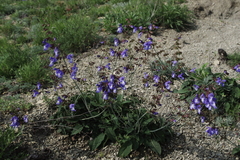 Salvia ringens