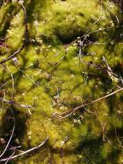 Campylopus bartramiaceus