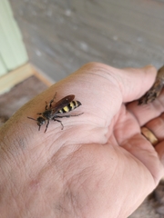 Dielis plumipes