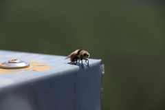 Cephenemyia stimulator