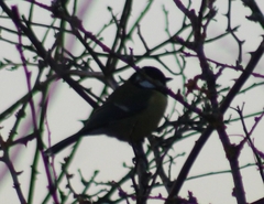 Parus major