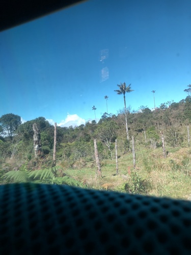 Ceroxylon quindiuense