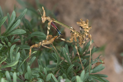 Hemiempusa capensis