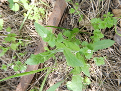 Veronica cymbalaria