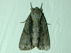 Acronicta connecta