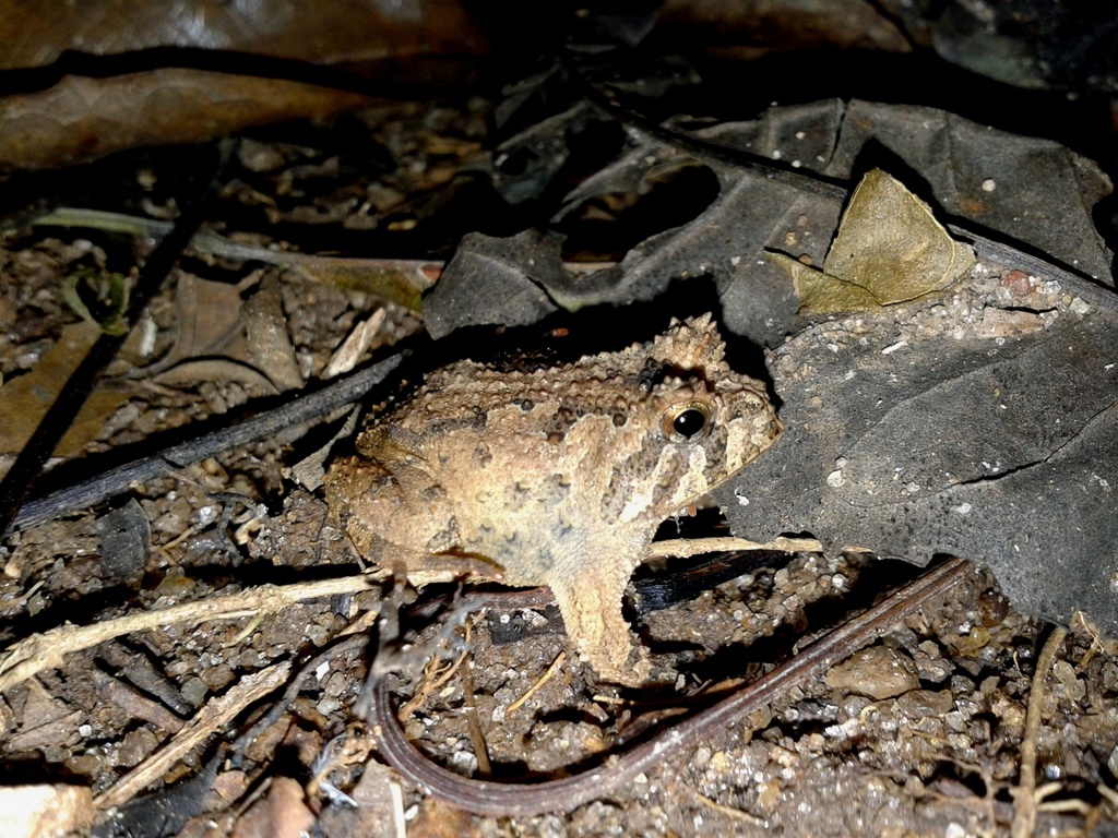 Santo Smooth Horned Frog