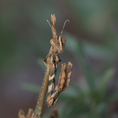Hemiempusa capensis