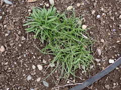 Microseris laciniata