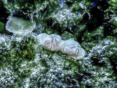 Clathria curacaoensis