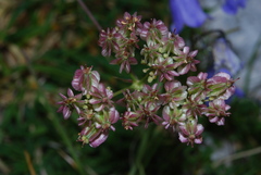 Laserpitium peucedanoides