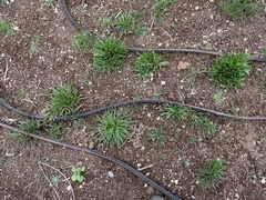 Microseris laciniata