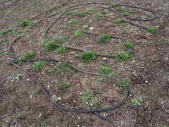 Microseris laciniata