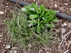 Microseris laciniata