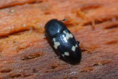 Glischrochilus quadriguttatus