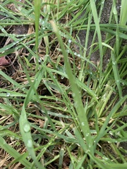 Poaceae