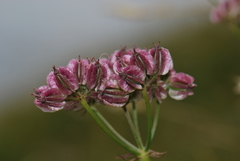 Laserpitium peucedanoides