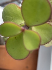 Magnoliopsida