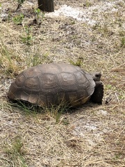Gopherus polyphemus