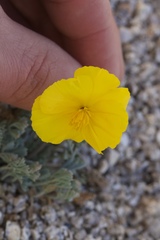 Eschscholzia androuxii