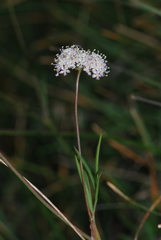 Laserpitium peucedanoides
