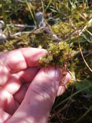 Campylopus bartramiaceus