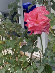 Magnoliopsida