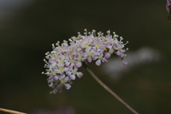 Laserpitium peucedanoides