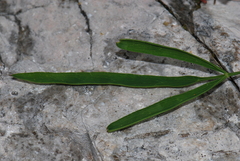 Laserpitium peucedanoides
