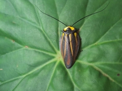Rochaina mexicana