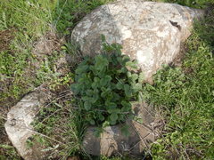 Bituminaria bituminosa