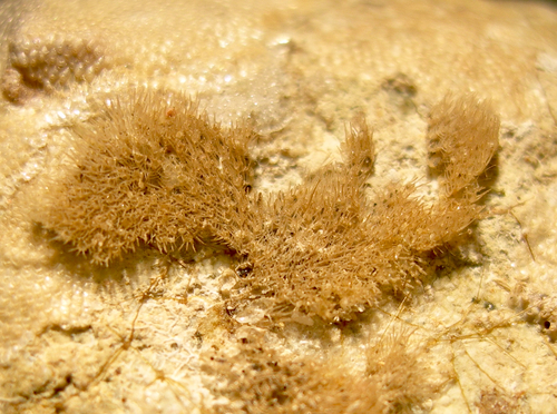 Representative image of Beania mirabilis