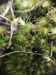 Campylopus bartramiaceus