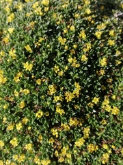 Valeriana aretioides