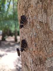 Acraephia perspicillata