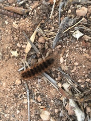 Apantesis incorrupta