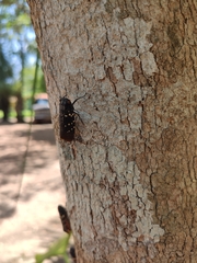 Acraephia perspicillata