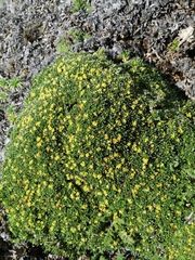 Valeriana aretioides