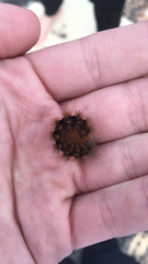 Apantesis incorrupta