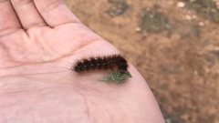 Apantesis incorrupta