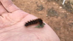 Apantesis incorrupta