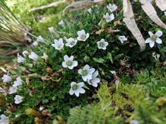 Geranium sibbaldioides sibbaldioides