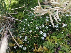 Geranium sibbaldioides sibbaldioides