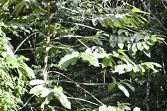 Castilla tunu