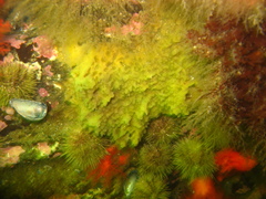 Halichondria sitiens